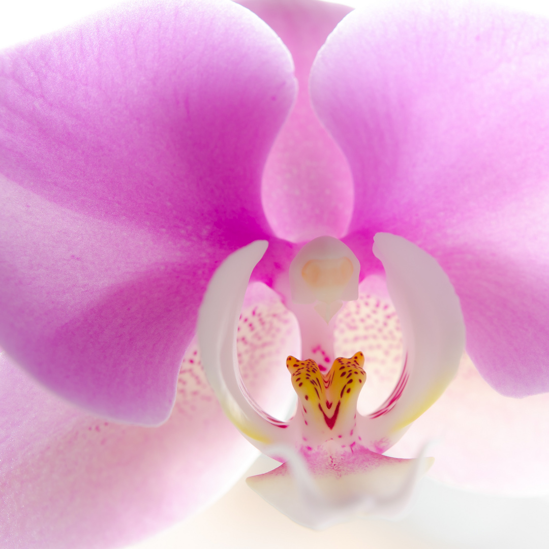 Orchideenmakro