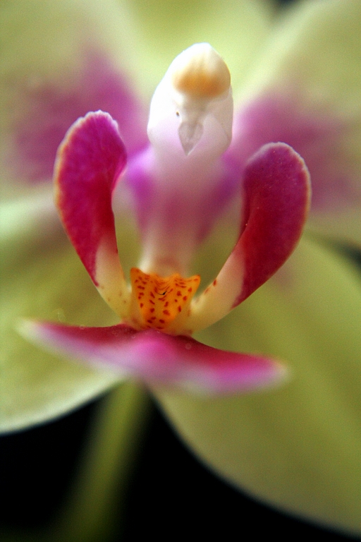 Orchideenmakro