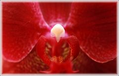 Orchideenmakro