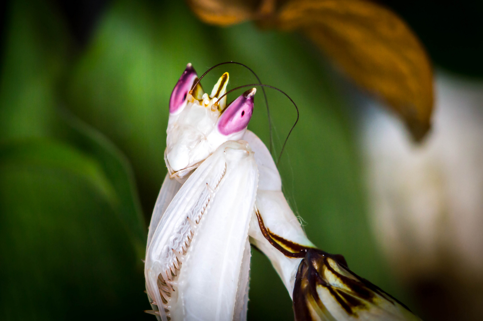 Orchideenmantis