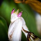 Orchideenmantis