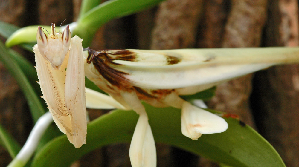 Orchideenmantis