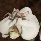 Orchideenmantis