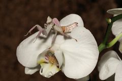 Orchideenmantis