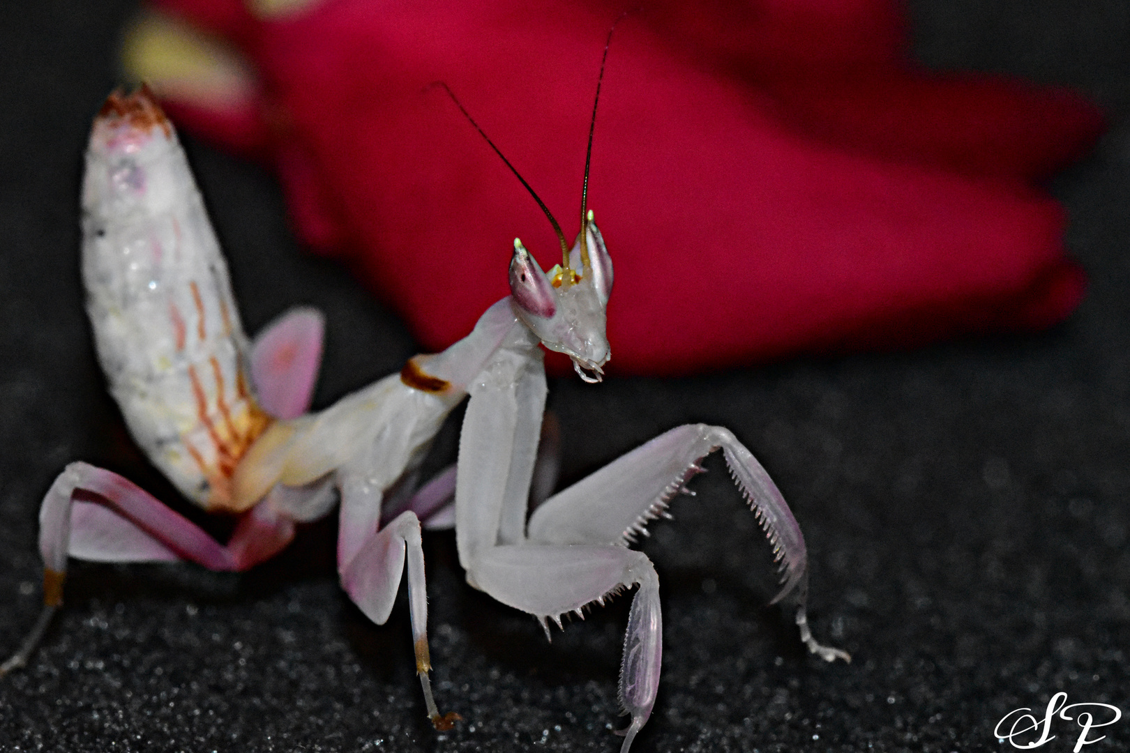 Orchideenmantis