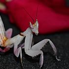 Orchideenmantis