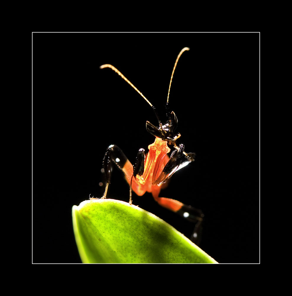 Orchideenmantis (Gottesanbeterin) vor der ersten Häutung