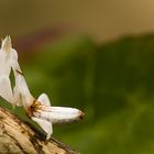 Orchideenmantis ( Hymenopus Coromatus )