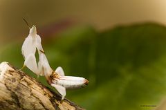 Orchideenmantis ( Hymenopus Coromatus )