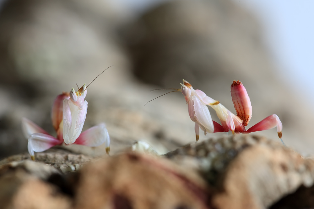 Orchideenmantis (Hymenopus Coronatus)