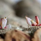 Orchideenmantis (Hymenopus Coronatus)