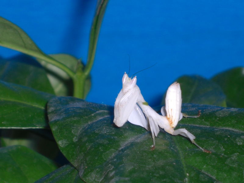 Orchideenmantis Hymenopus coronatus