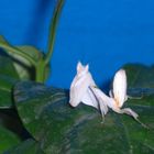 Orchideenmantis Hymenopus coronatus