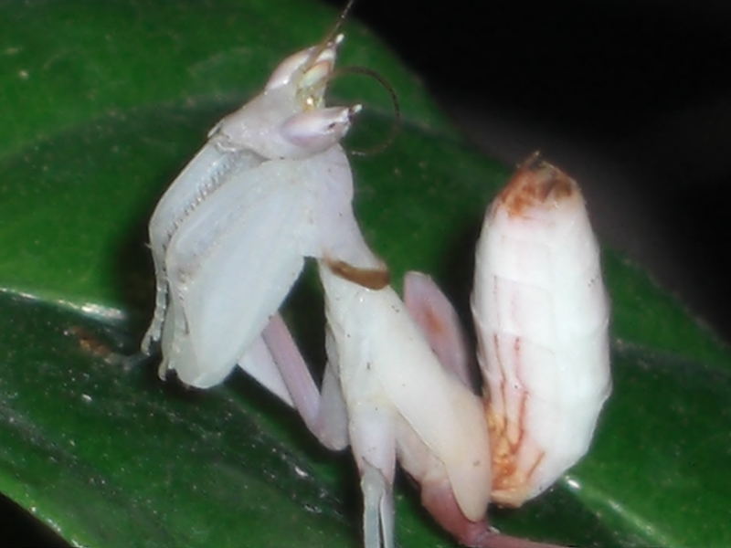 Orchideenmantis Hymenopus coronatus