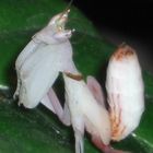 Orchideenmantis Hymenopus coronatus