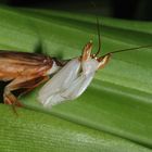 Orchideenmantis Männchen