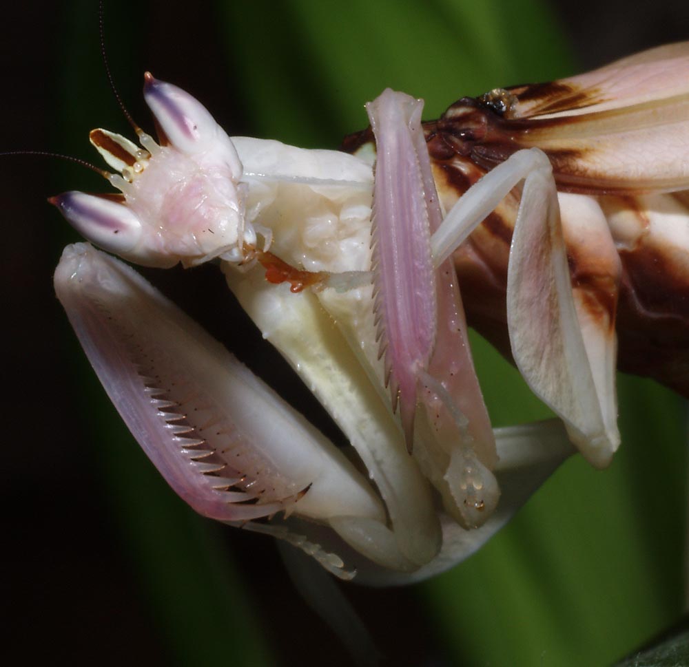 Orchideenmantis Weibchen