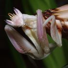 Orchideenmantis Weibchen