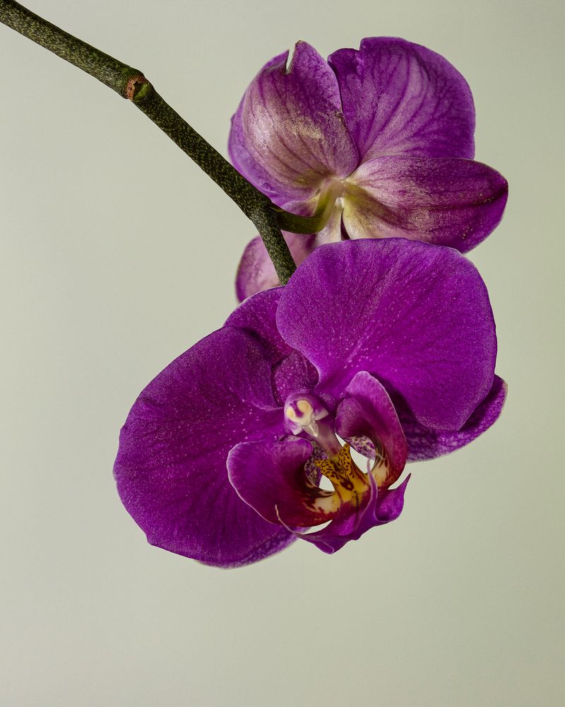 Orchideen_MG_0292