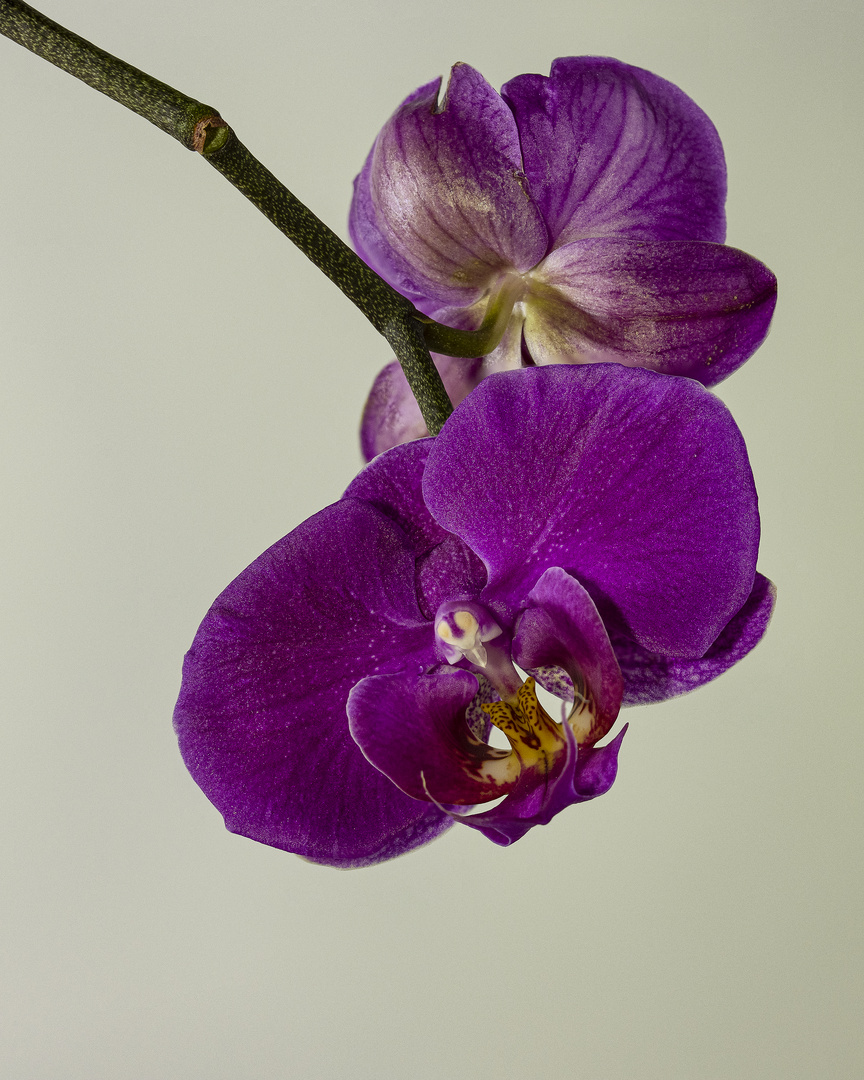 Orchideen_MG_0292