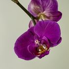 Orchideen_MG_0292