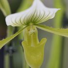 Orchideenmund