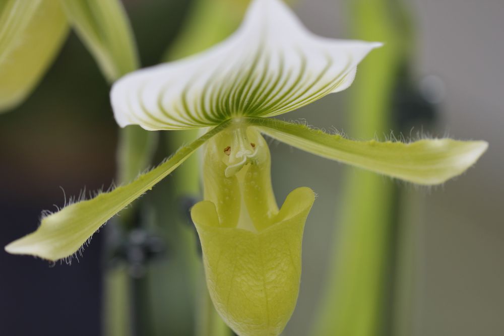 Orchideenmund von Germanos 