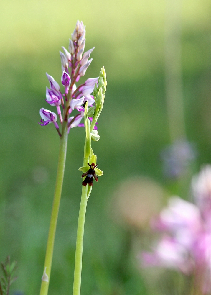 Orchideenpärchen