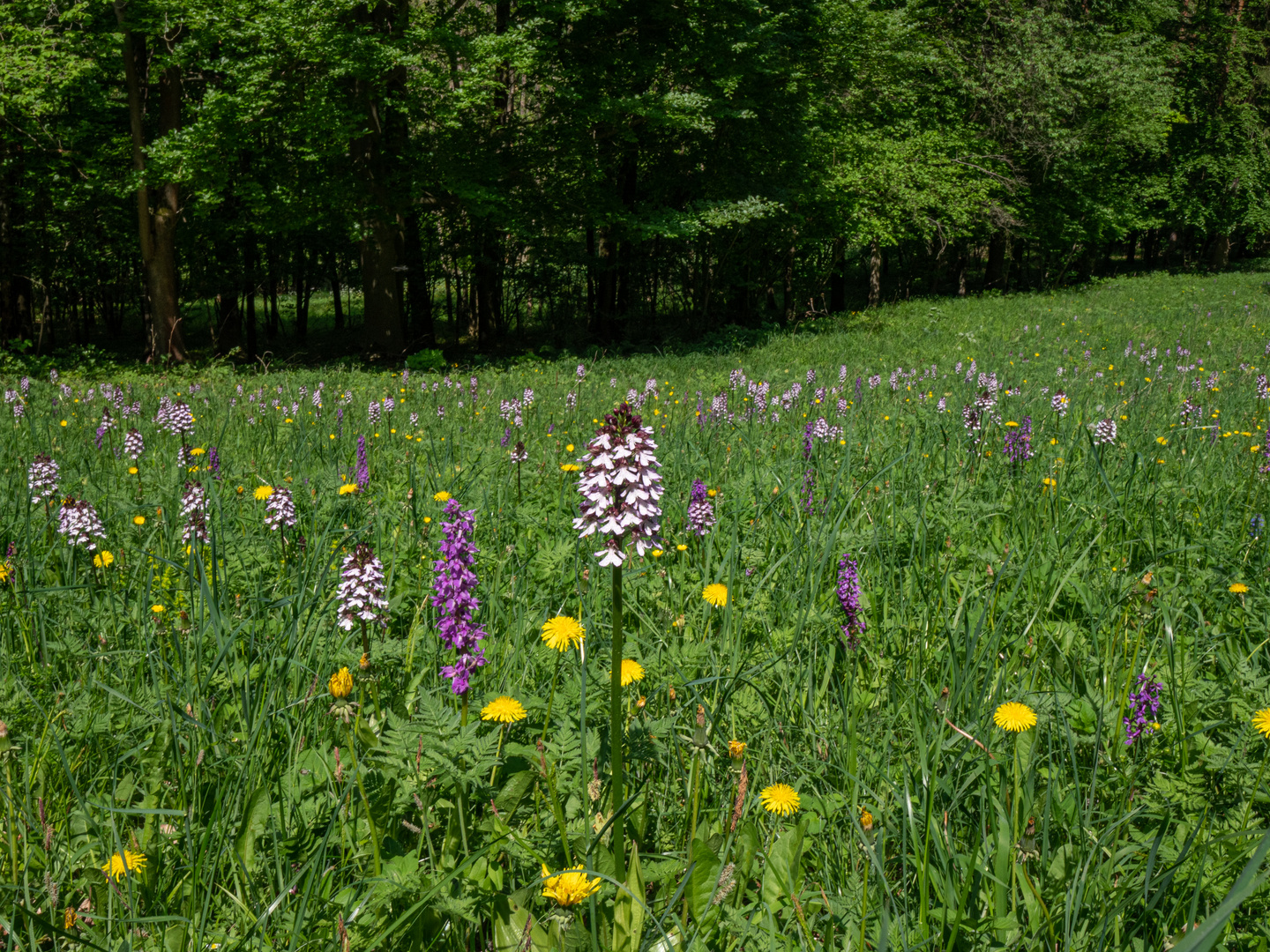 Orchideenparadies Apotheke