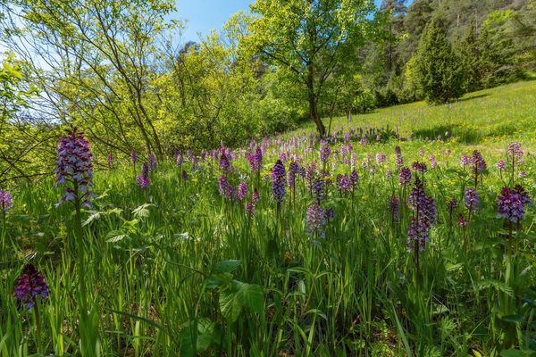 Orchideenparadies Leutratal