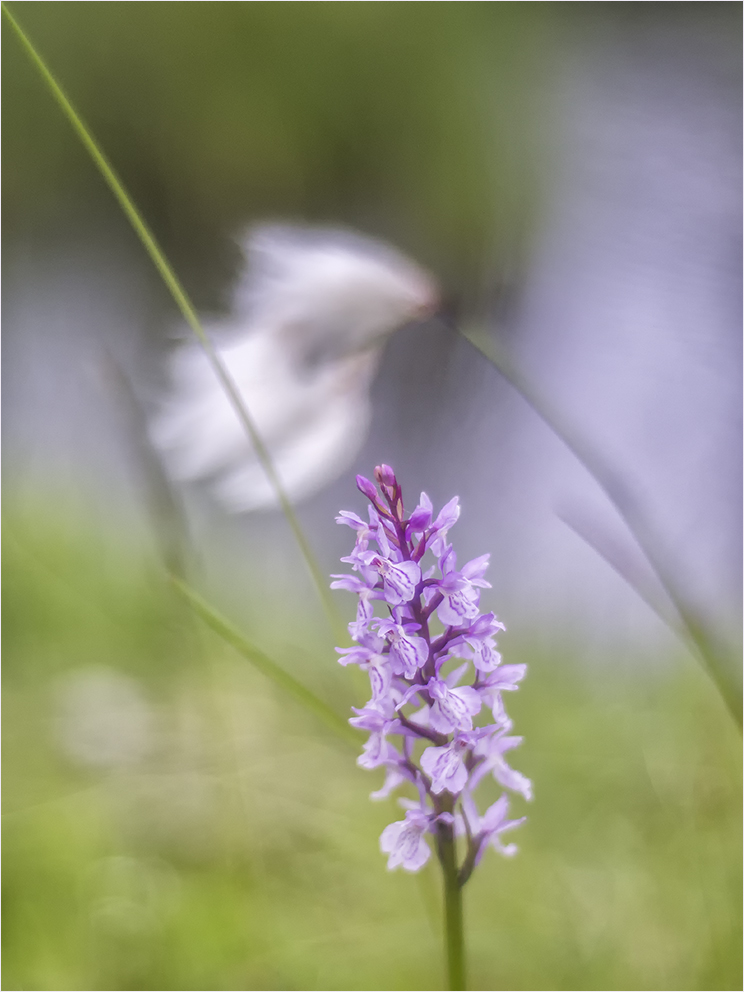 orchideenpastell mit wollgras und eckläufer