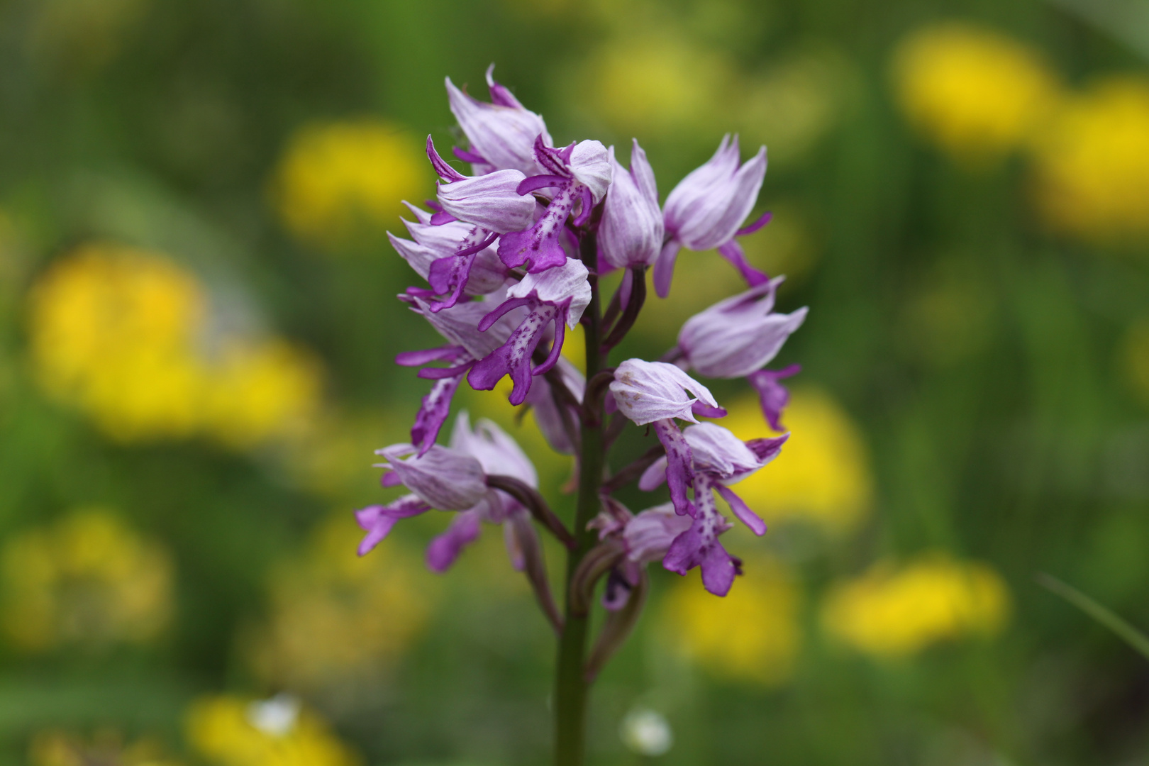 Orchideenpfad Bad Bellingen, Helmknabenkraut