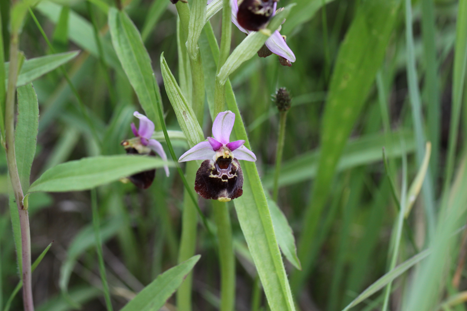 Orchideenpfad Bad Bellingen, Hummelragwurz