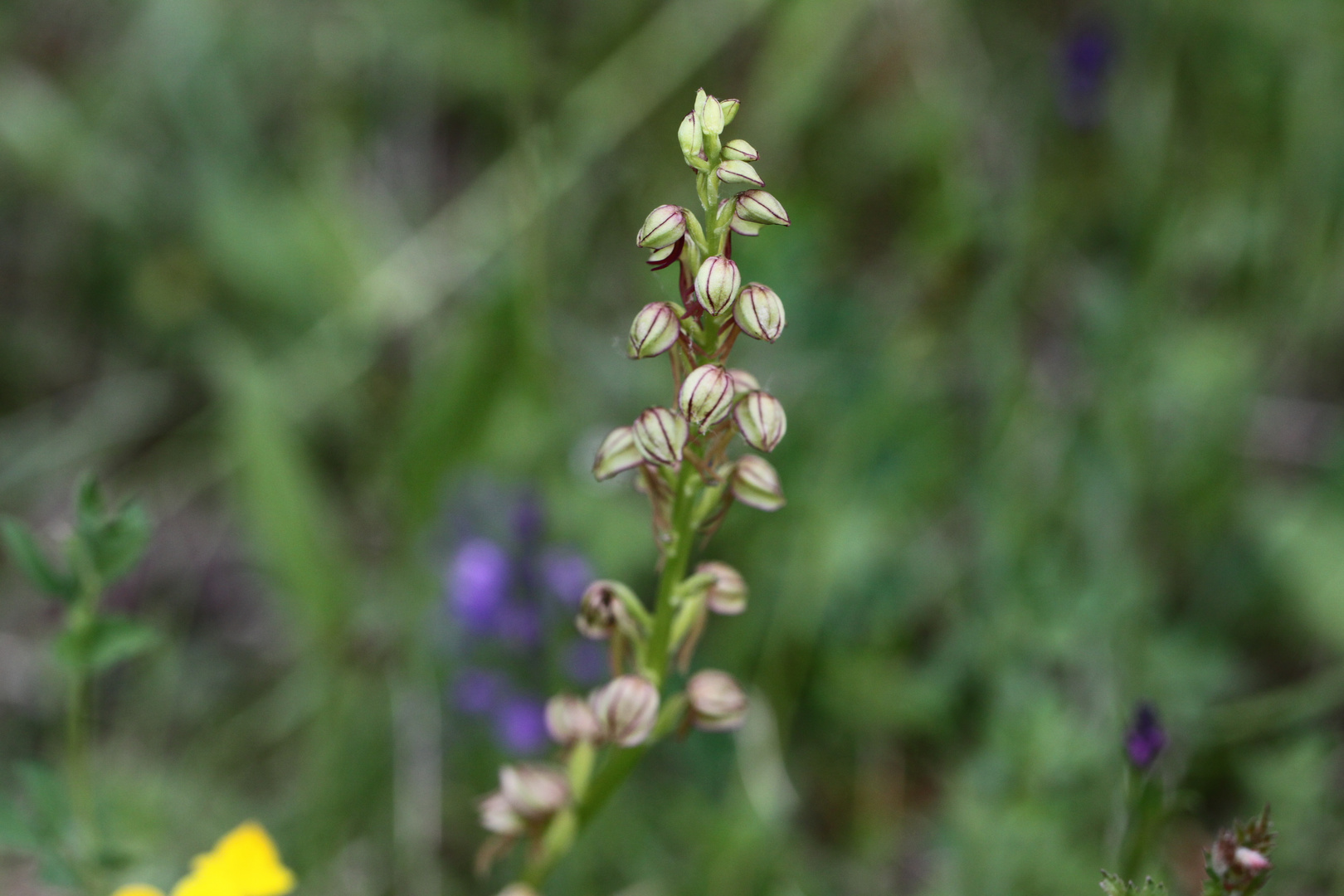 Orchideenpfad Bad Bellingen, Puppenorchis