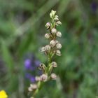 Orchideenpfad Bad Bellingen, Puppenorchis