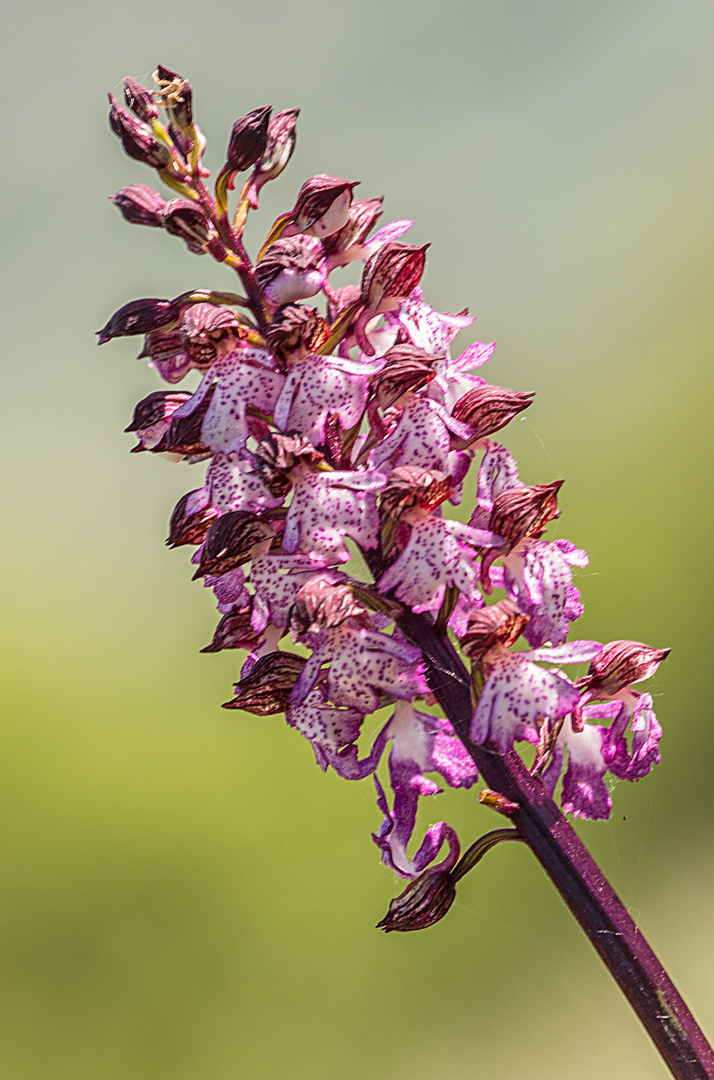 Orchideenpfad im Saarland