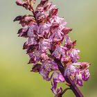 Orchideenpfad im Saarland