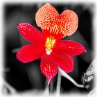Orchideen_Planegg016170311_sw