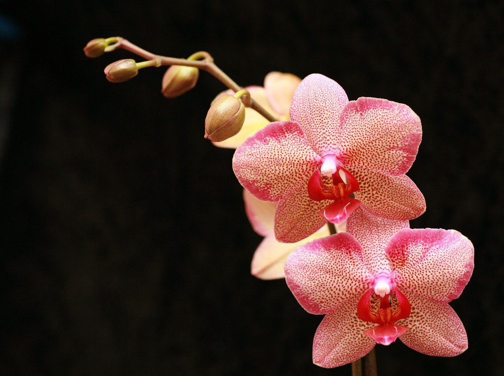 Orchideenportrait