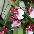 Orchideenpracht