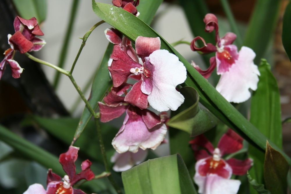 Orchideenpracht von Christian Selz 