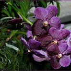 orchideenpracht