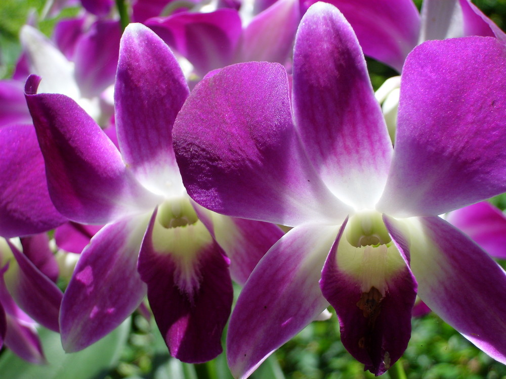 Orchideenpracht
