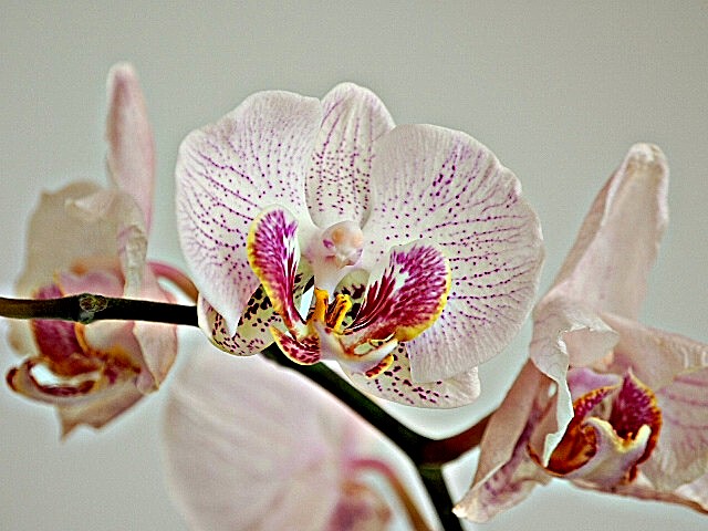 Orchideenpracht