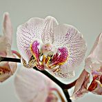 Orchideenpracht