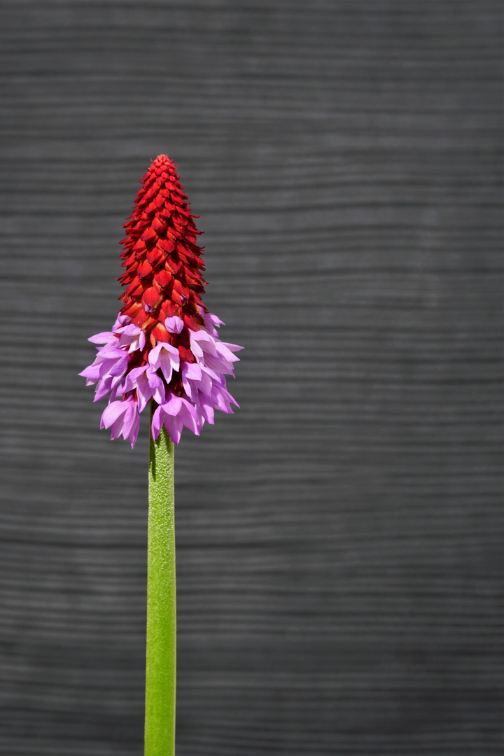 Orchideenprimel (Primula vialii)