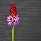 Orchideenprimel (Primula vialii)