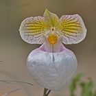 Orchideenraritäten, wie diese...