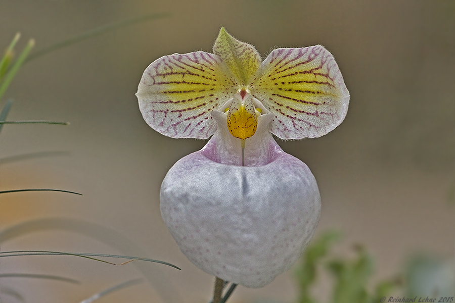 Orchideenraritäten, wie diese...