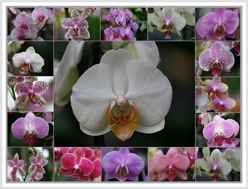 Orchideenreigen